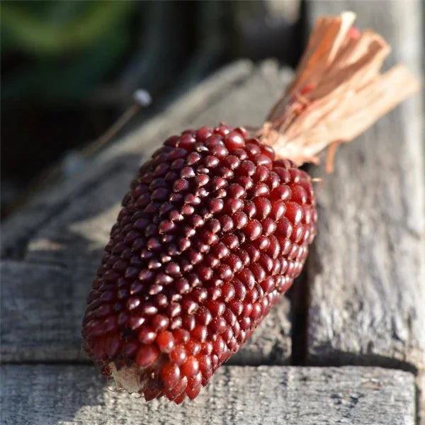 Zea mays var. everta 'Erdbeermais', samenfester Popcornmais. Auf Holz liegt ein einzelner, kompakter Kolben mit dicht anliegenden, tief rubinroten Körnern, deren gleichmässige, leicht glänzende Oberfläche den charakteristischen erdbeerfarbenen Eindruck dieser traditionellen Popcorn‑Sorte erzeugt. Die feste Struktur und der warme Rotton betonen den dekorativen und zugleich nutzbaren Charakter des Kolbens. Fotografiert für Benjis Seeds.