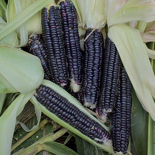 Sweet Corn Black Aztek [zea mays]