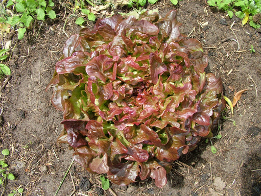 Oak Leaf Lettuce Bolchoi [lactuca sativa var. crispa]