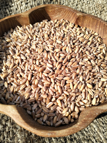 Emmer Ancient Grain Seeds [triticum dicoccum]