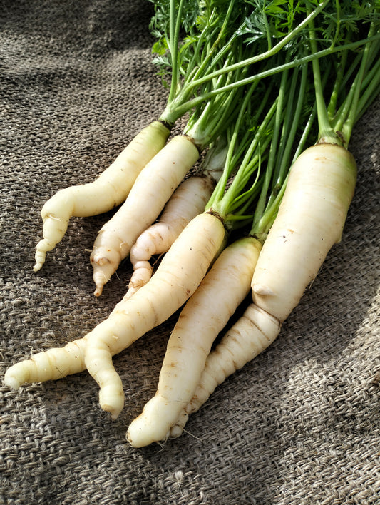 Carrot White Küttiger [daucus carota]