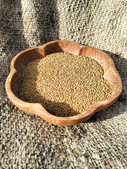 Alfalfa Lucerne Seeds [medicago sativa]