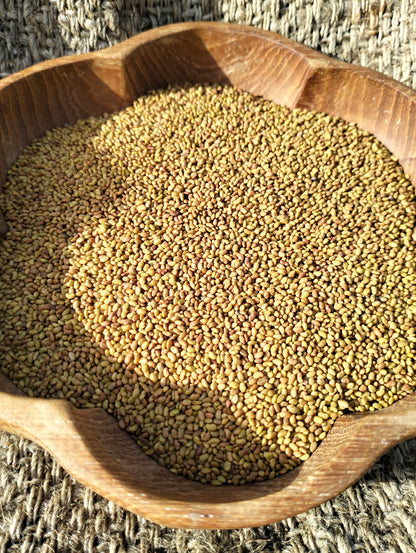 Alfalfa Lucerne Seeds [medicago sativa]