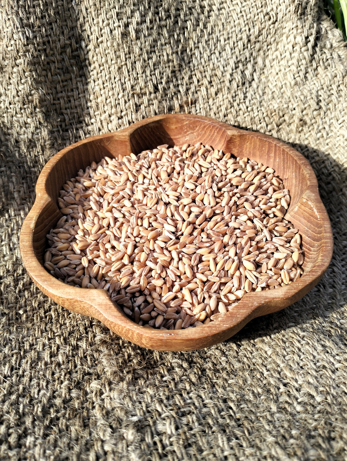 Emmer Ancient Grain Seeds [triticum dicoccum]