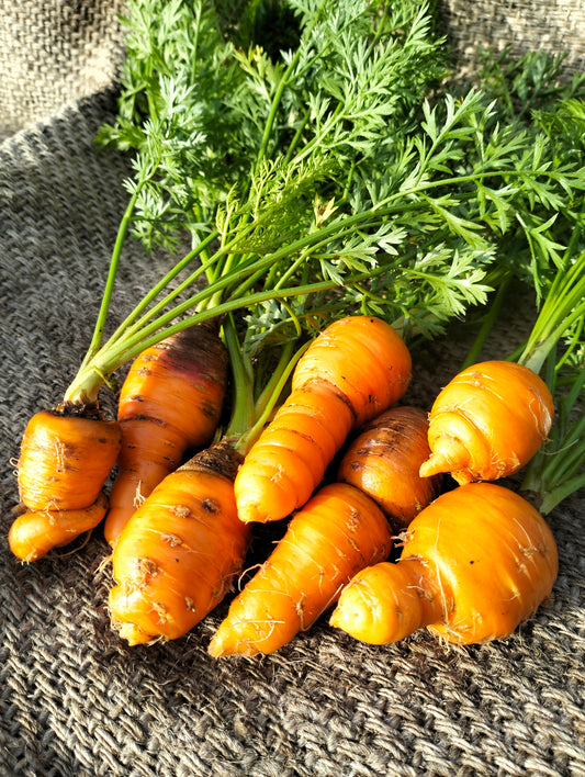 Carrot Duwicker [Daucus carota]