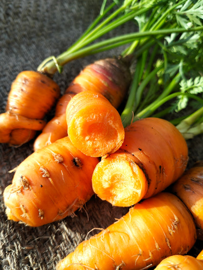 Carrot Duwicker [daucus carota]