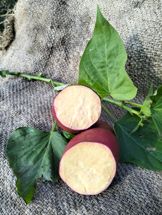 Sweet Potato Portuguese [Ipomoea]