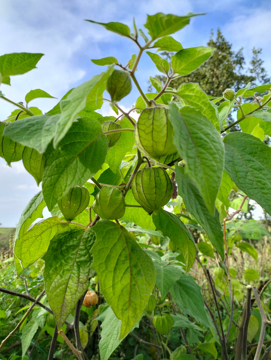 酸漿 Cape Gooseberry [physalis peruviana]