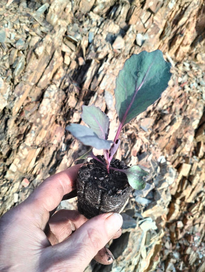 Repolho Roxo Amarante [brassica oleracea convar. capitata]