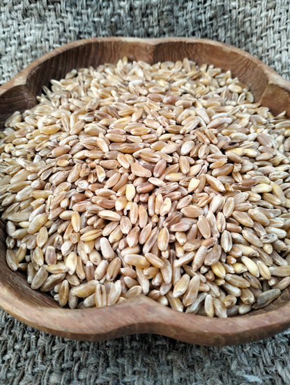 Kamut Ancient Grain Seeds Khorasan [triticum turgidum x polonicum]