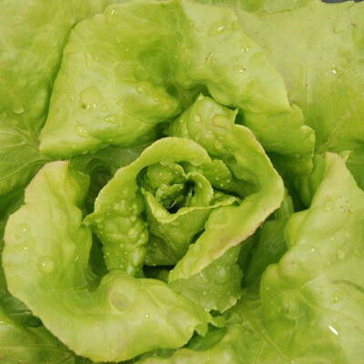 Head lettuce Palatine [lactuca sativa var. capitata]