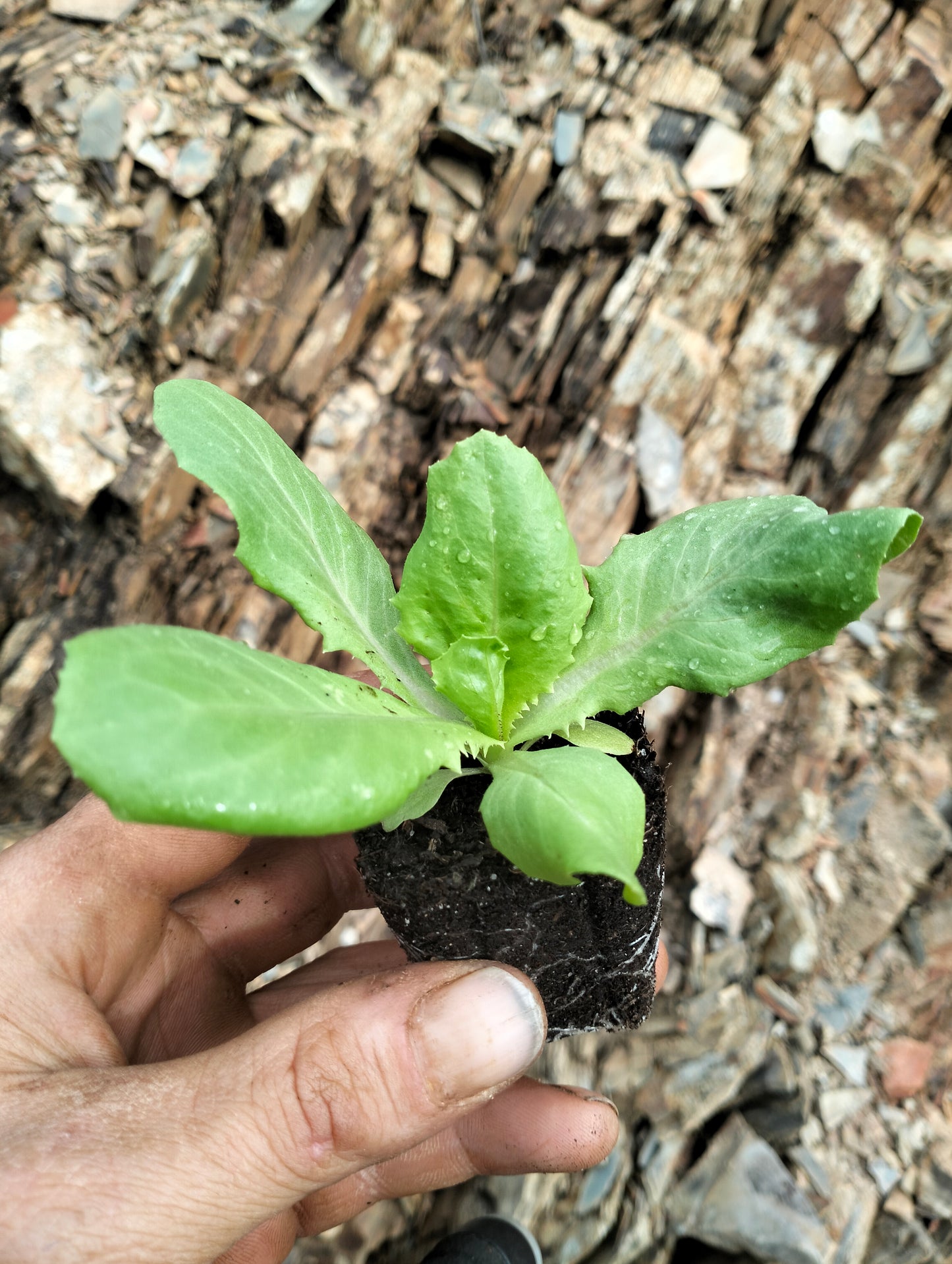Head lettuce Palatine [lactuca sativa var. capitata]