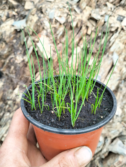 Cebolinha Gonzales [Allium schoenoprasum]