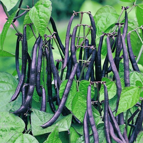 Bush Bean Purple Teepee [Phaseolus vulgaris]
