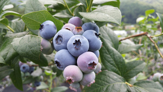 European Blueberry [Vaccinium myrtillus]