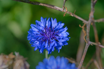 Centáurea azul [centaurea cyanus]