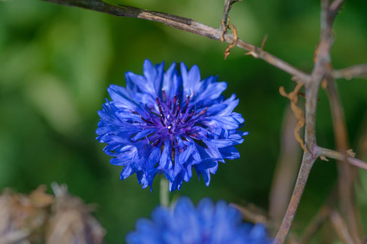 Blue Cornflower [centaurea cyanus]