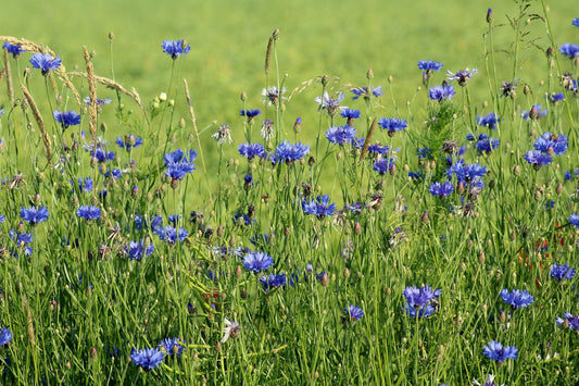 Blue Cornflower [Centaurea cyanus]