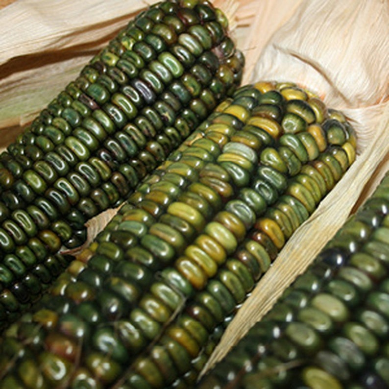 Bread Corn Oaxacan Green [zea mays]