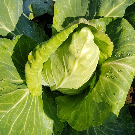 Pointed Cabbage Filderkraut [Brassica oleracea convar.  Happened var.  alba]