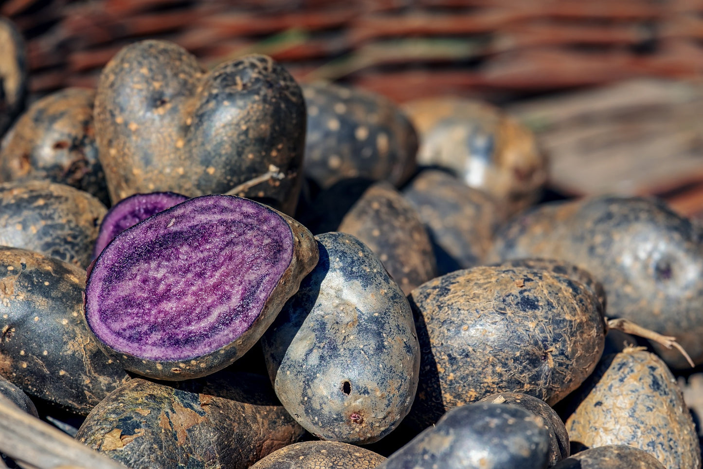 Batata Azul Congo [solanum tuberosum]