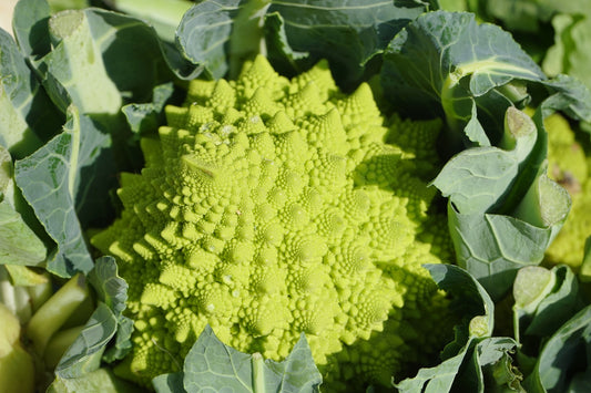 Broccoli Romanesco [Brassica oleracea convar. botrytis var. botrytis]