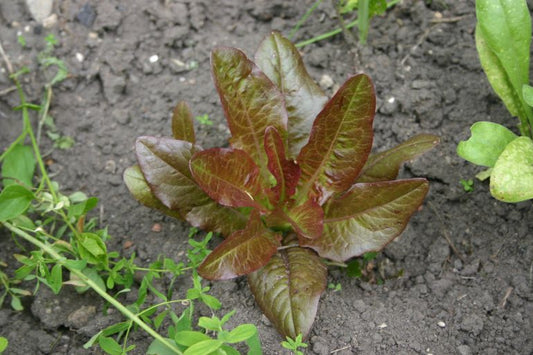 Romaine Alface Orelhas do Diabo Vermelho [Lactuca sativa var.  longifolia]