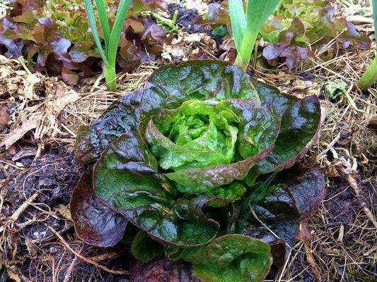 Winter head lettuce Baquieu [Lactuca sativa]