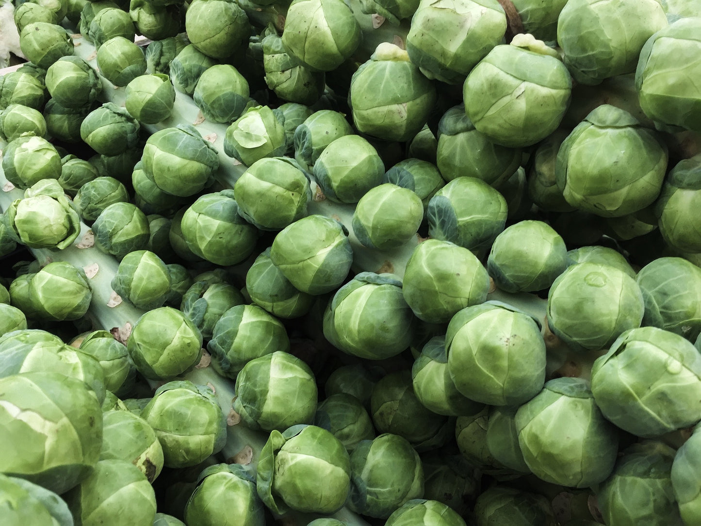 Brussels Sprouts Groninger [brassica oleracea var. gemmifera]