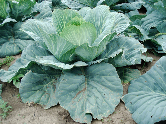 White Cabbage Braunschweiger []