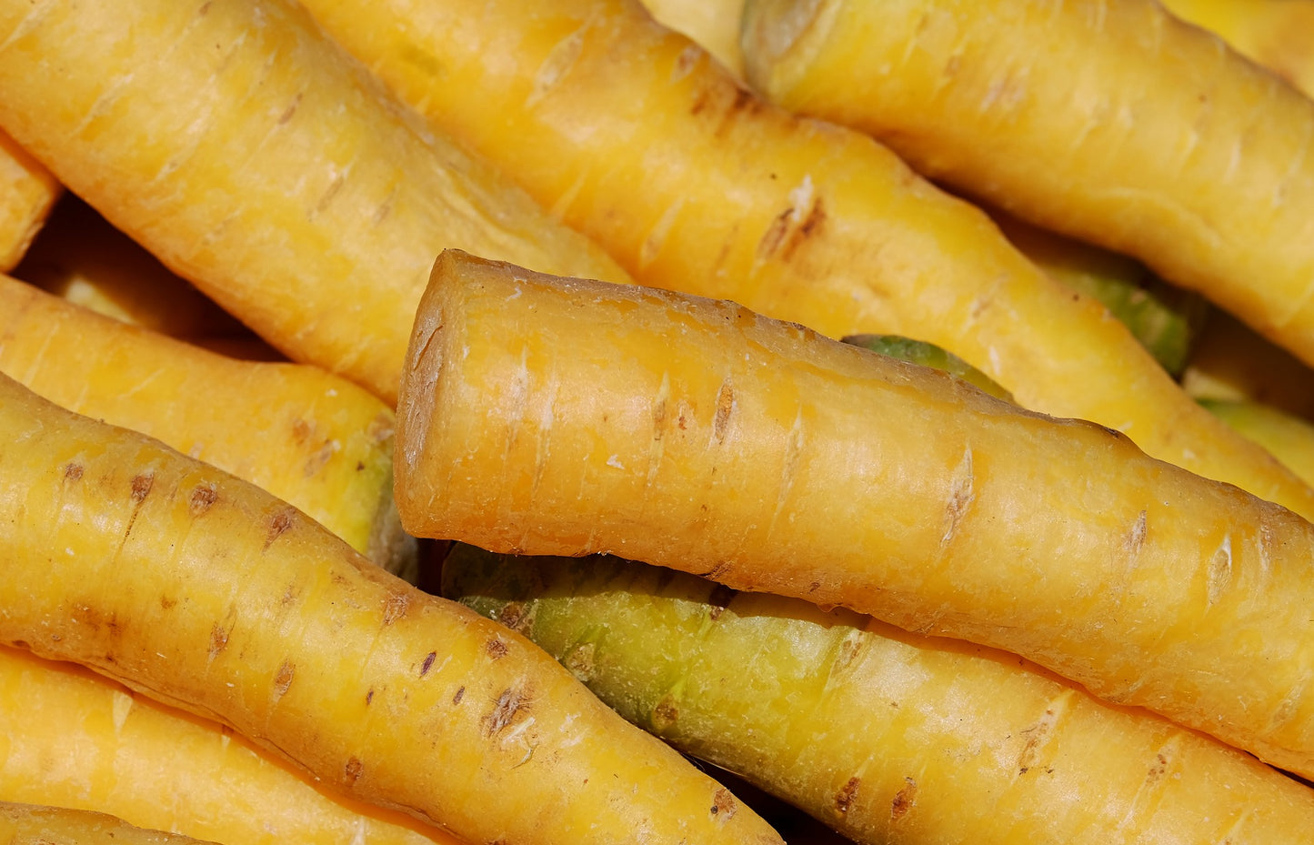 Carrot Yellow Gochsheimer [daucus carota]